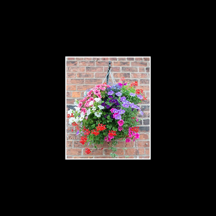 Two expertly-made hanging baskets Image