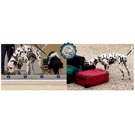 Canine Scent Detection Training Image