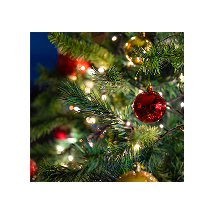 A Nordmann Christmas Tree Image